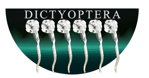 dictyoptera audio installation and text by paul timings